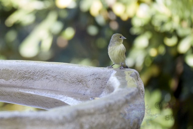 Lesser Goldfinch