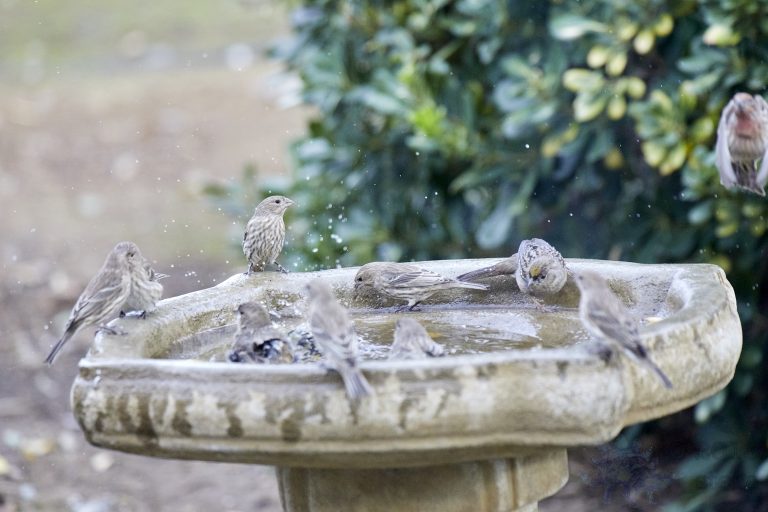 Bathing Sparrows and Finches