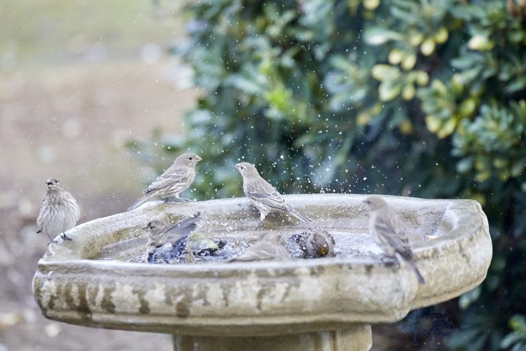 Old School Week: Finches