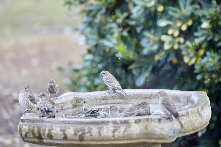 Finches
