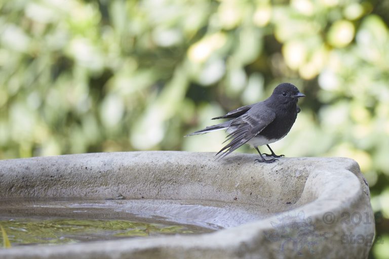 Black Phoebe