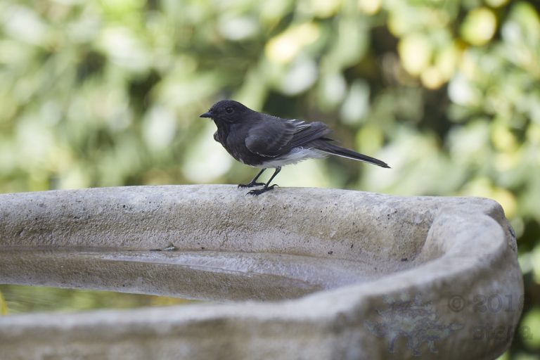 Black Phoebe