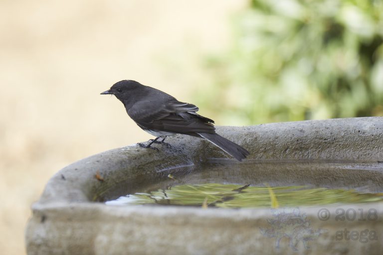 Black Phoebe