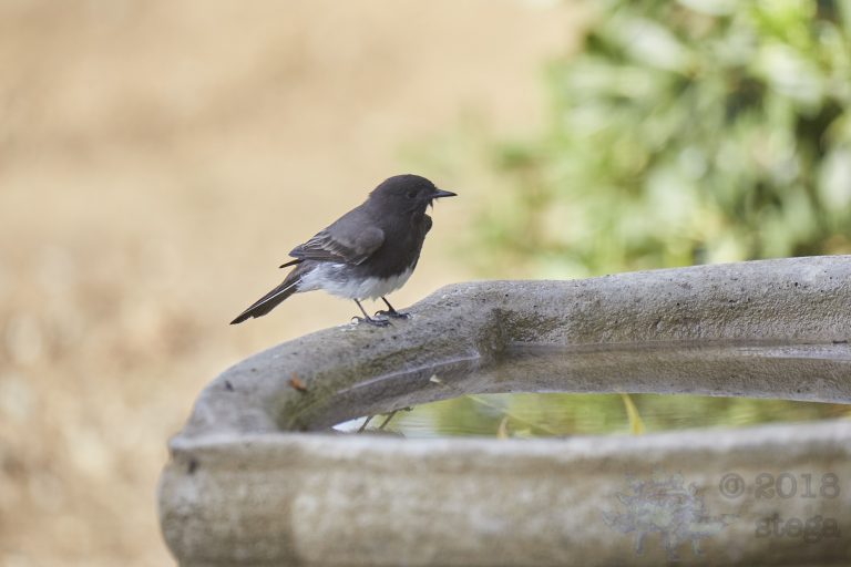 Black Phoebe