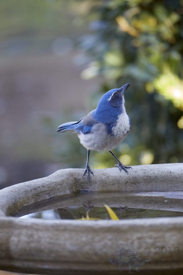 California Scrub Jay