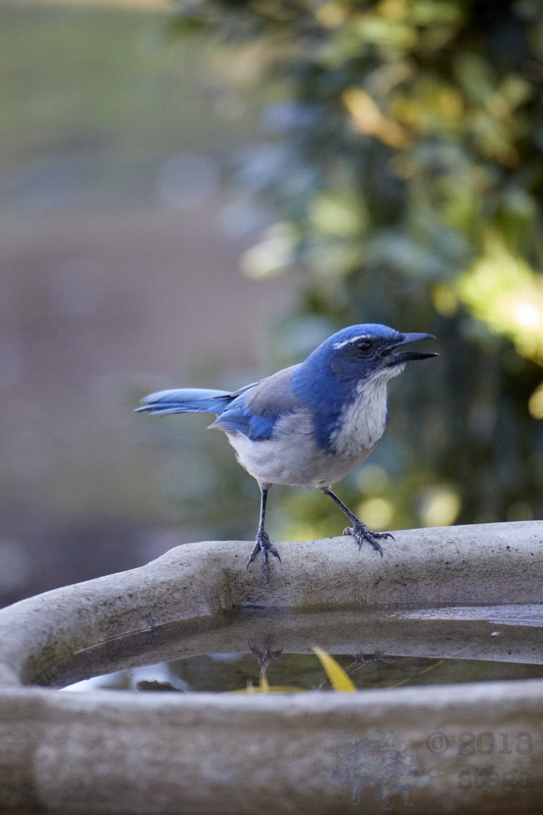 California Scrub Jay Week