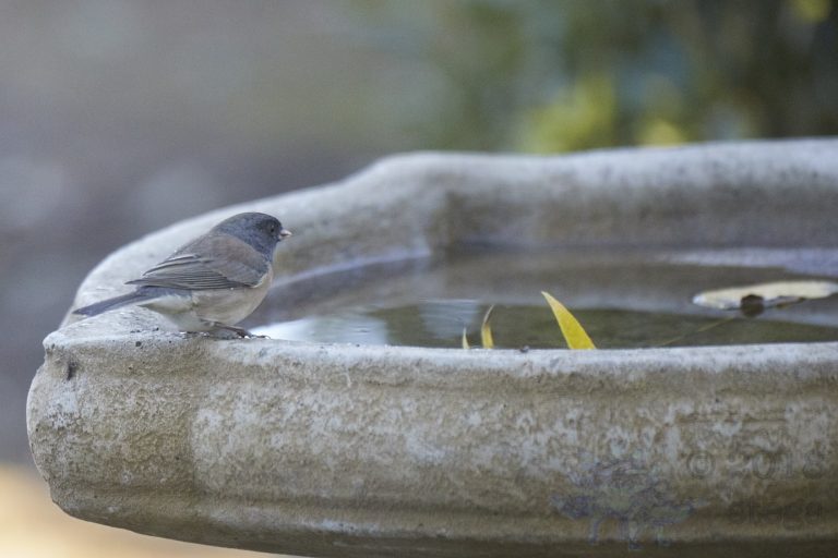 Dark-eyed Junco