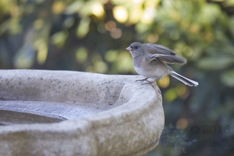 Dark-eyed Junco