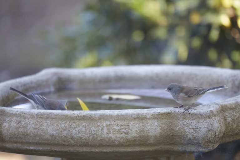 Old School Week:  Dark-eyed Junco