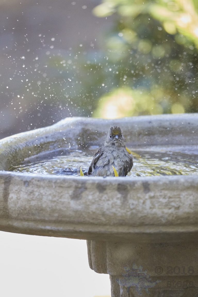 Gold-Crowned Sparrow