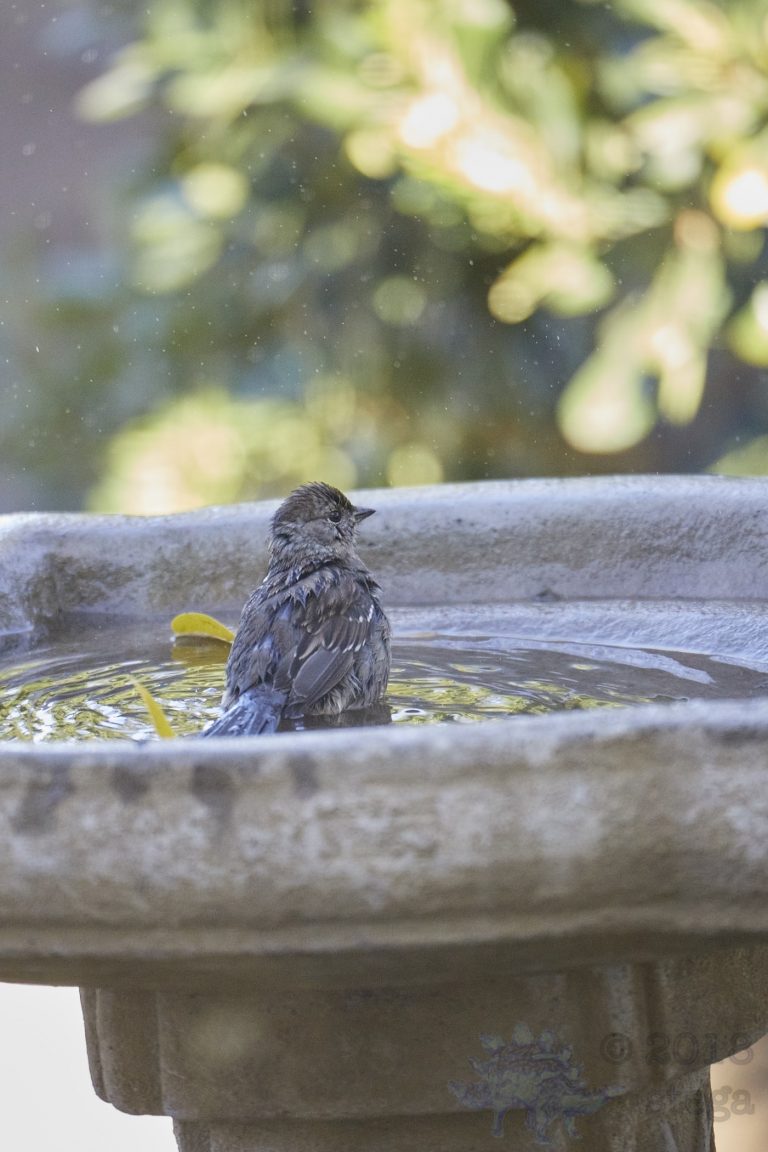 Gold-Crowned Sparrow