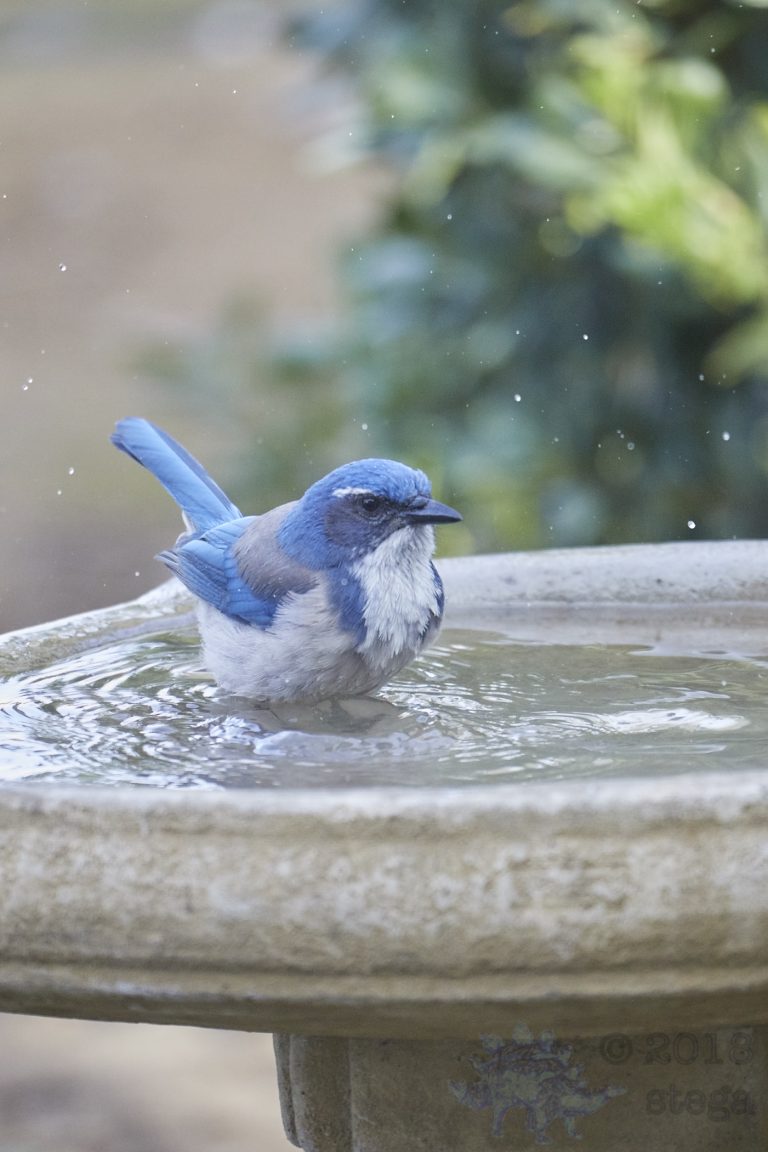 Old School Week: California Scrub Jay
