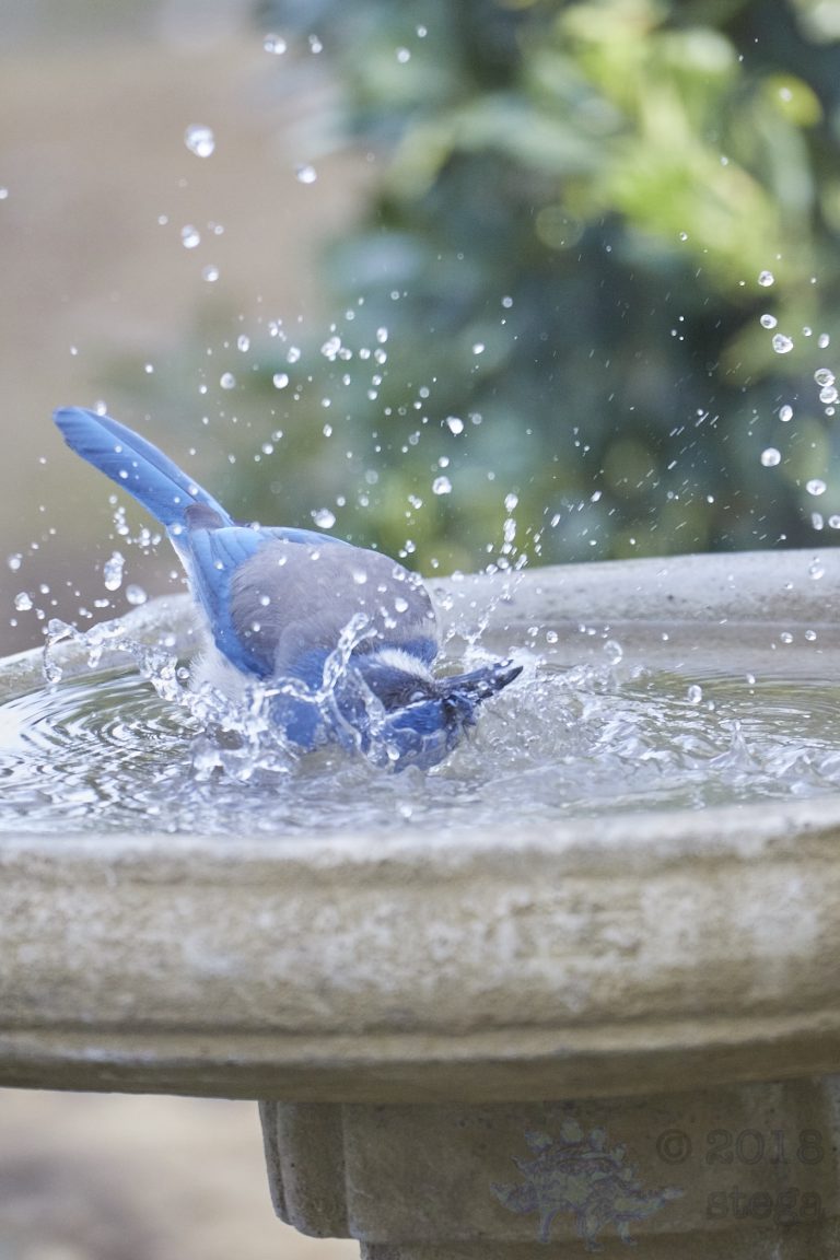 bathing California Scrub Jay (Series Part 6)