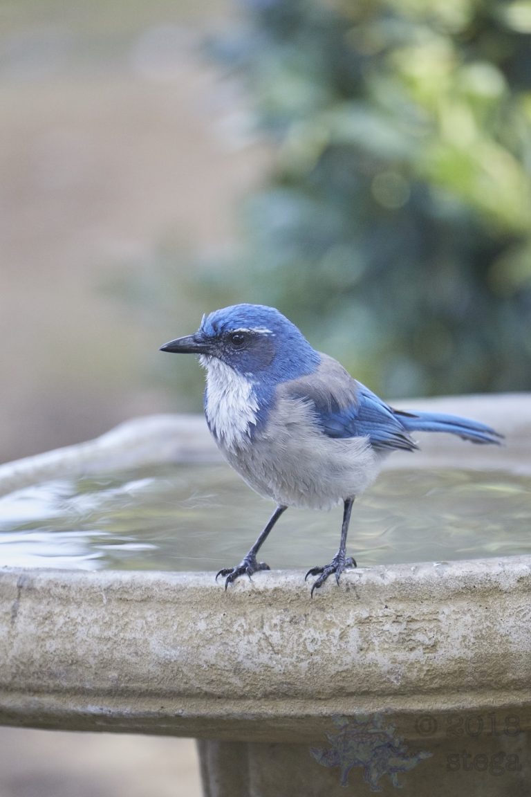 Old School Week: California Scrub Jay