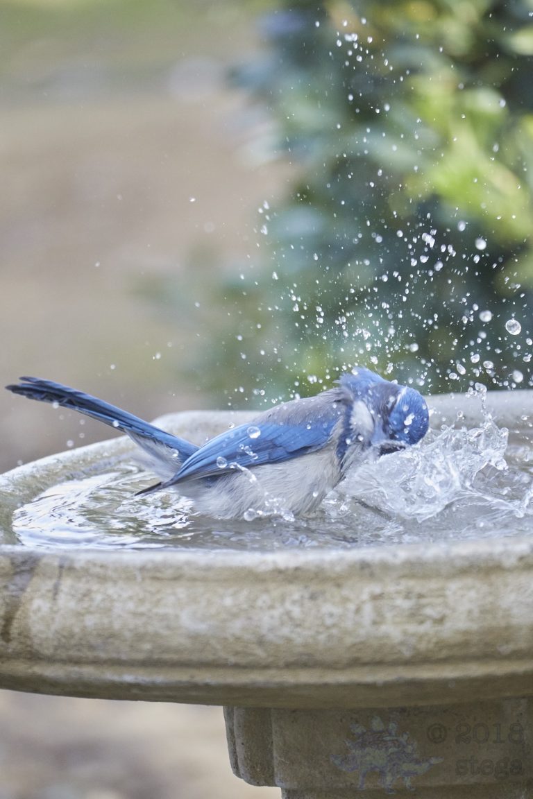bathing California Scrub Jay (Series Part 4)