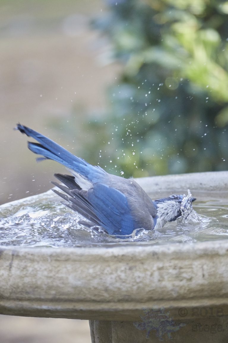 bathing California Scrub Jay (Series Part 5)