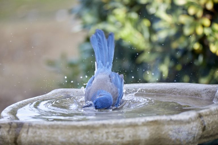 Old School Week: California Scrub Jay