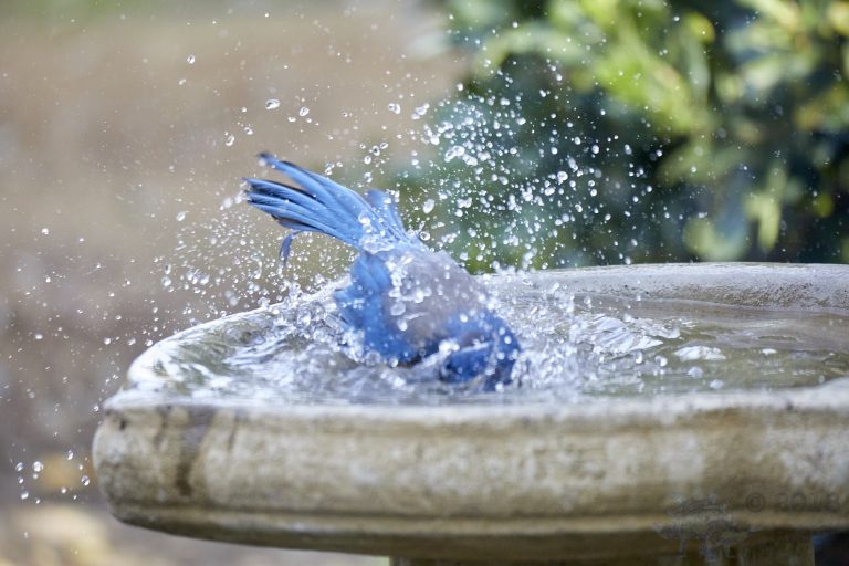 Old School Week: California Scrub Jay