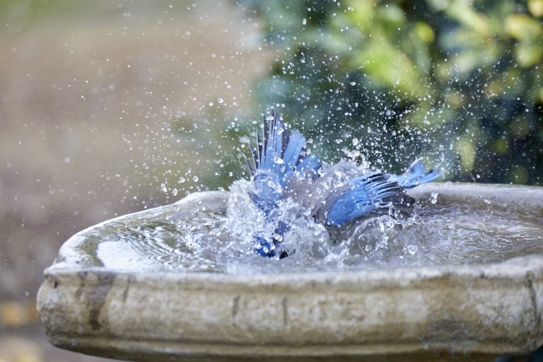 Old School Week: California Scrub Jay