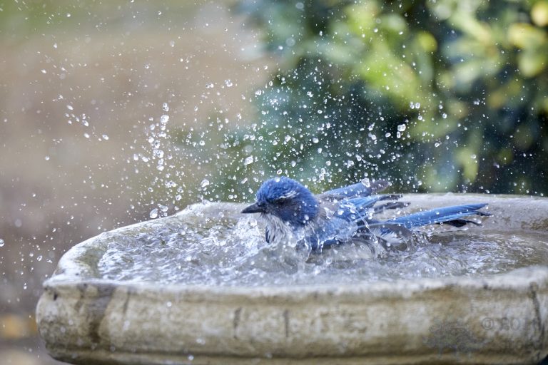 Old School Week: California Scrub Jay