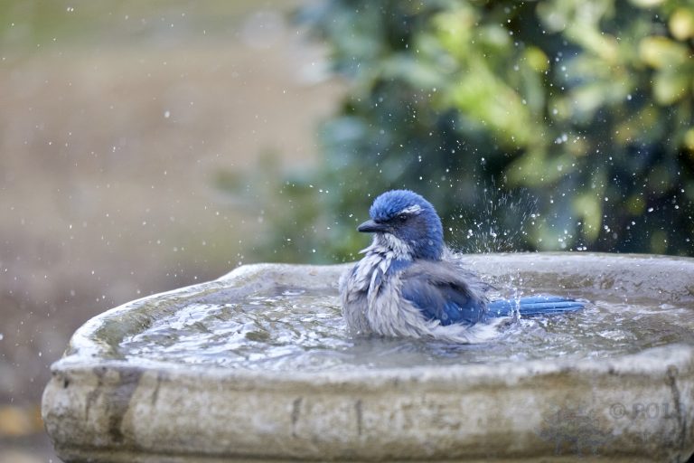bathing California Scrub Jay (Series Part 3)