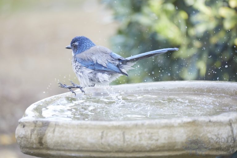 bathing California Scrub Jay (Series Part 7)