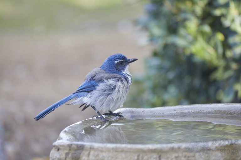 Old School Week: California Scrub Jay