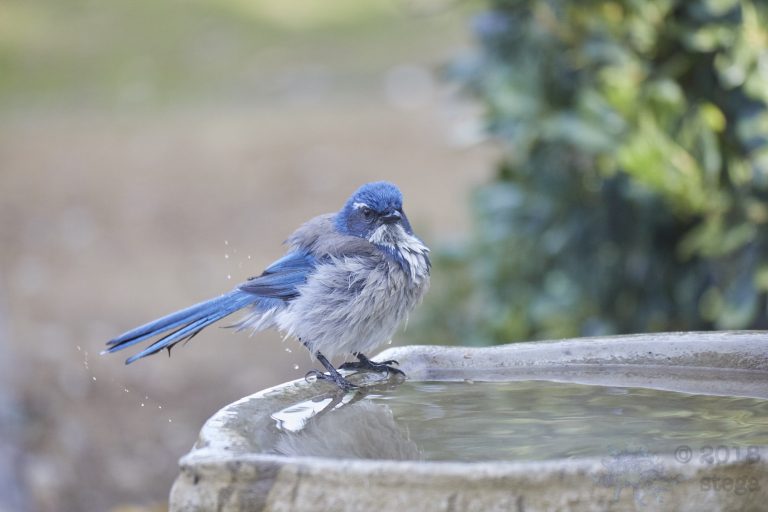 Old School Week: California Scrub Jay