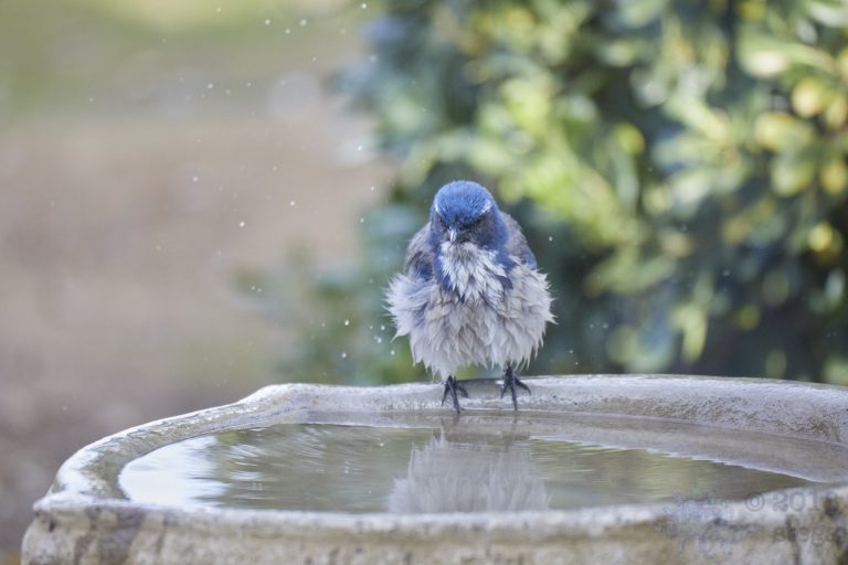 Old School Week: California Scrub Jay