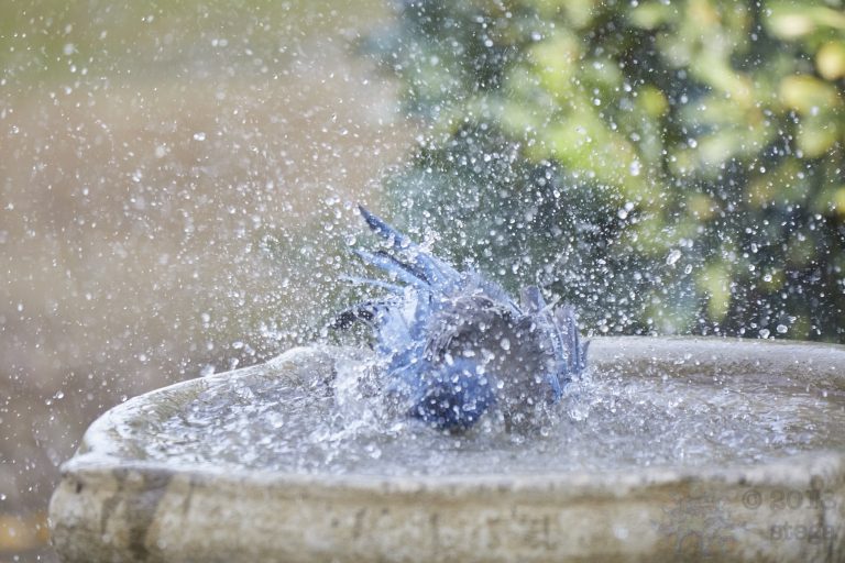 Old School Week: California Scrub Jay
