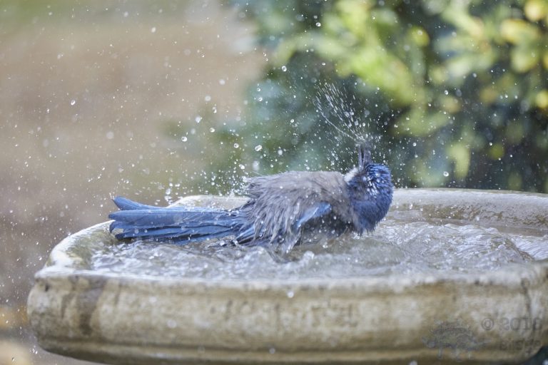 bathing California Scrub Jay (Series Part 2)