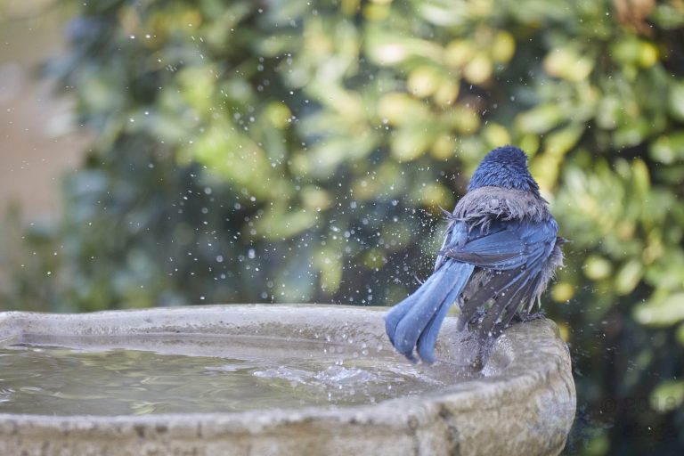 Old School Week: California Scrub Jay