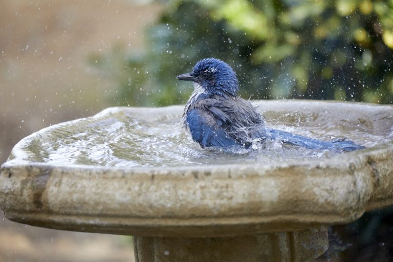 bathing California Scrub Jay (Series Part 1)