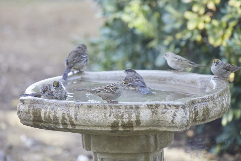 Old School Week: Sparrows