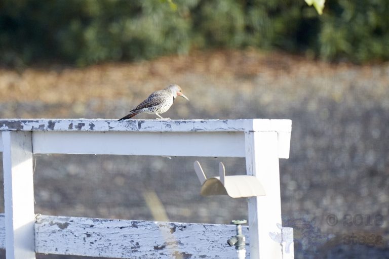 Northern Flicker