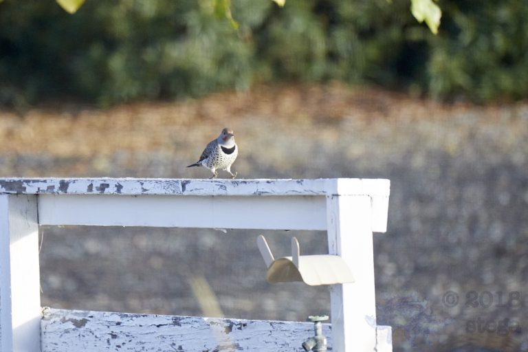 Northern Flicker