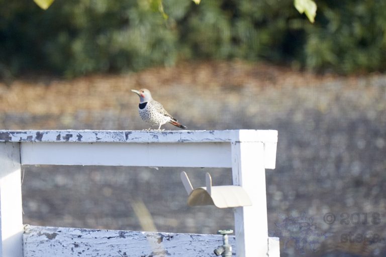 Northern Flicker