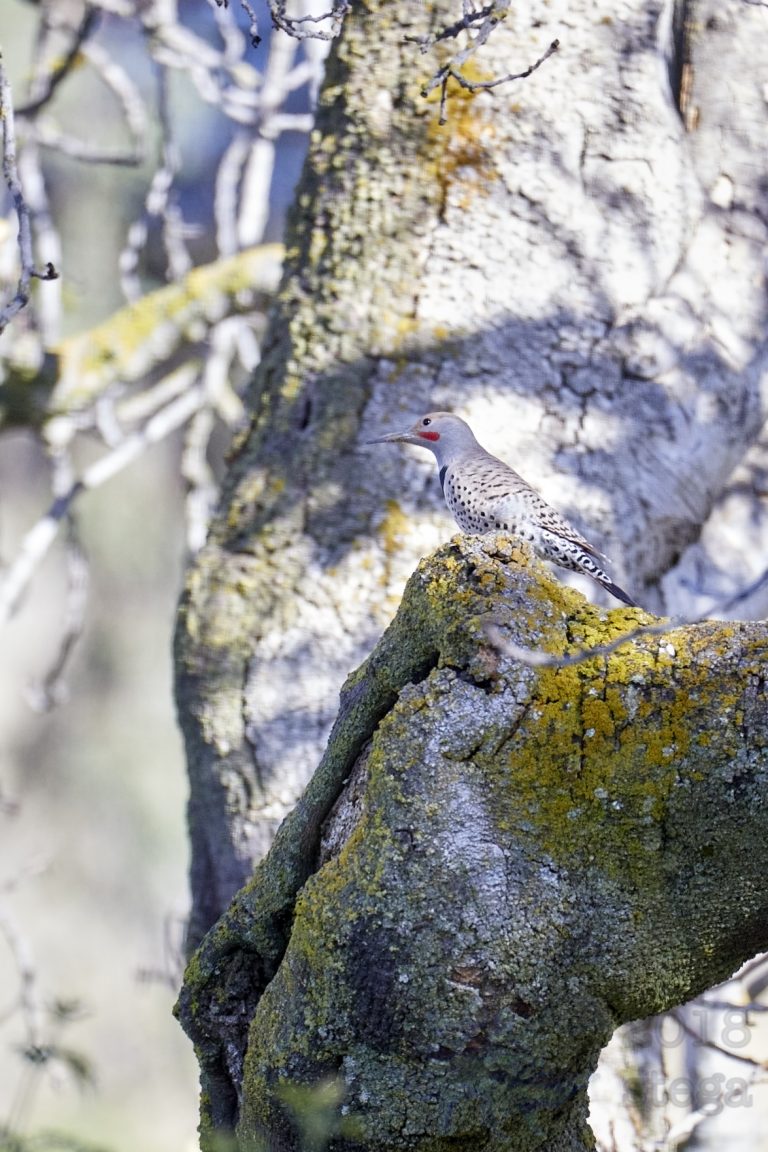Northern Flicker