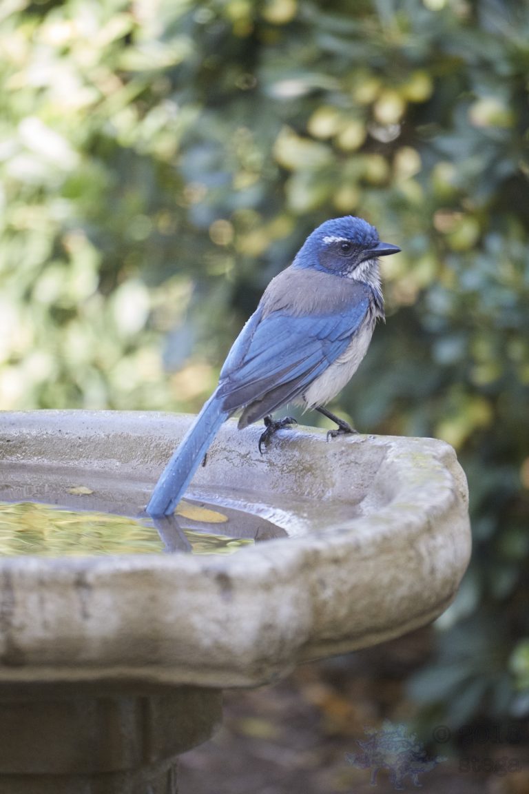 California Scrub Jay