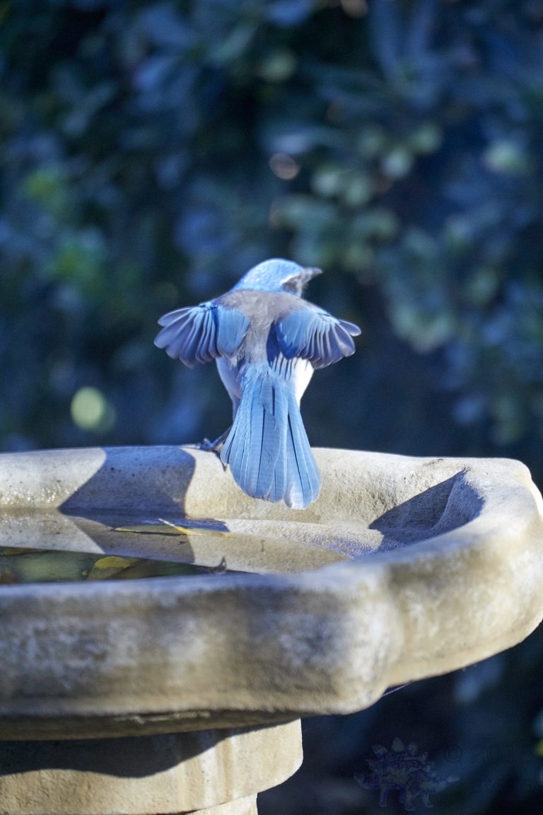 California Scrub Jay