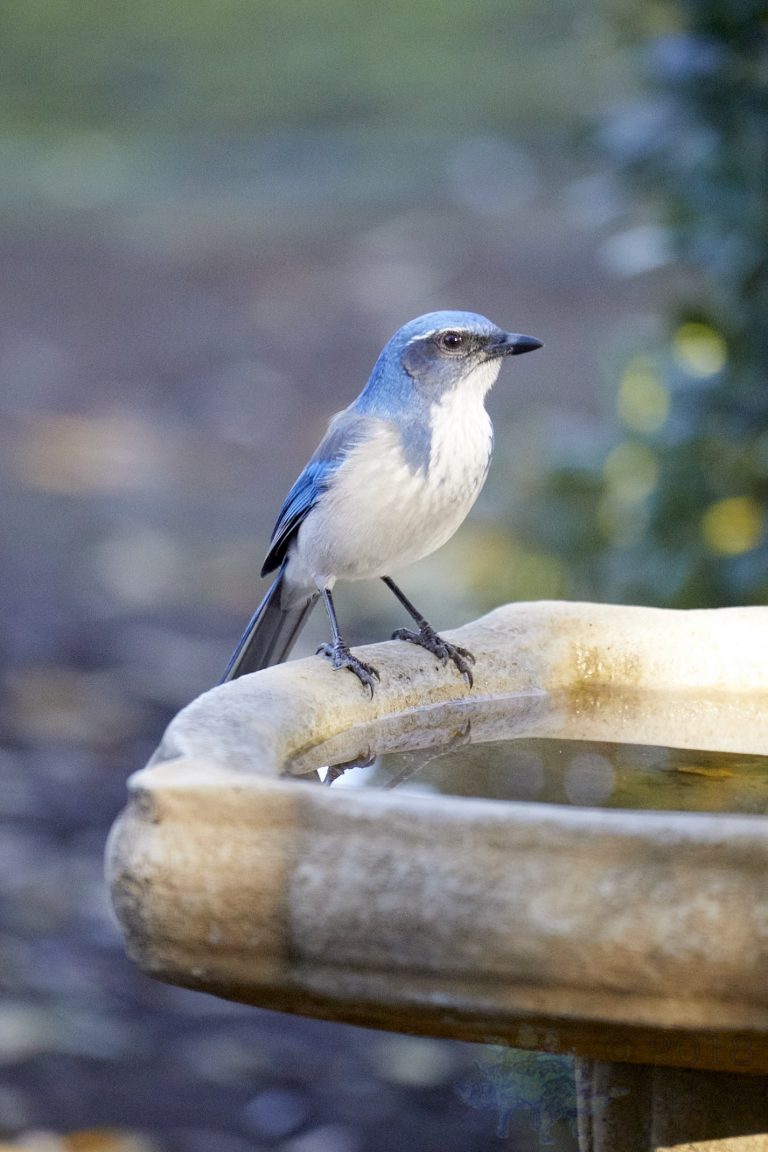 California Scrub Jay