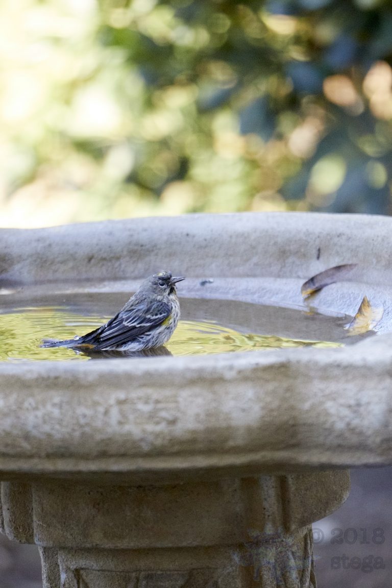 Yellow-rumped Warbler