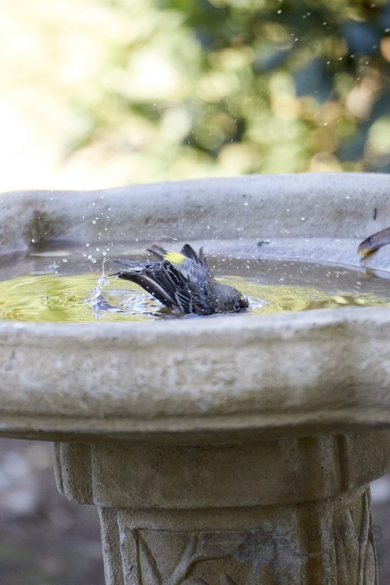 Bathing Yellow-rumped Warbler