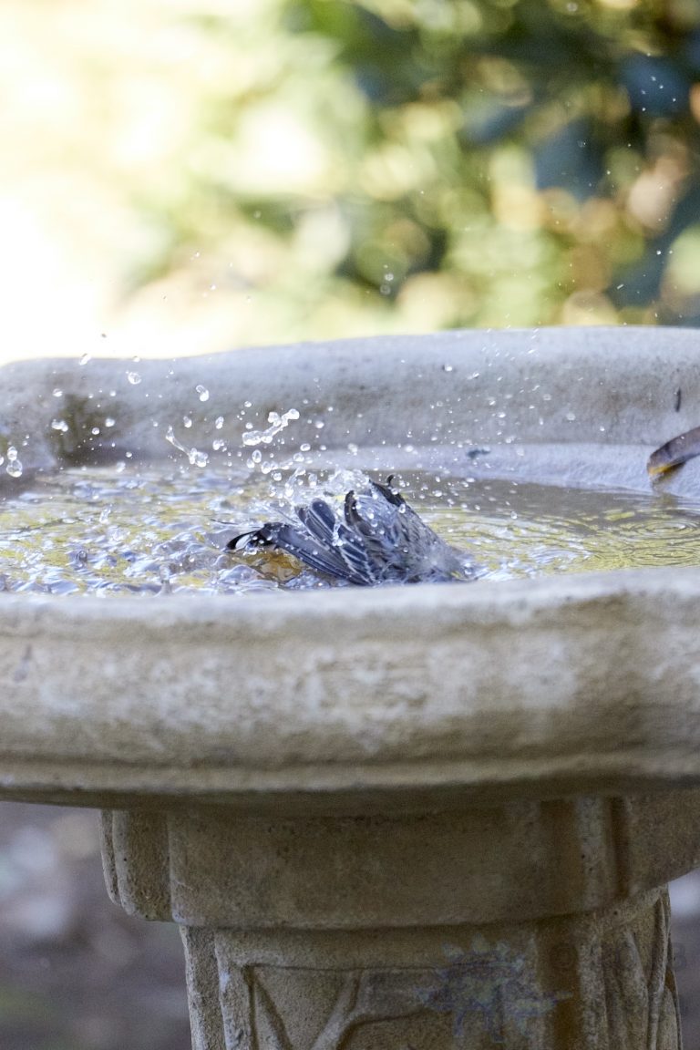 Old School Week: Yellow-rumped Warbler
