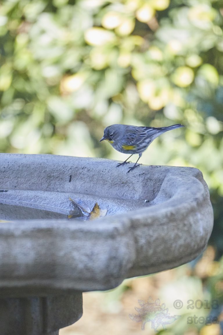 Yellow-rumped Warbler