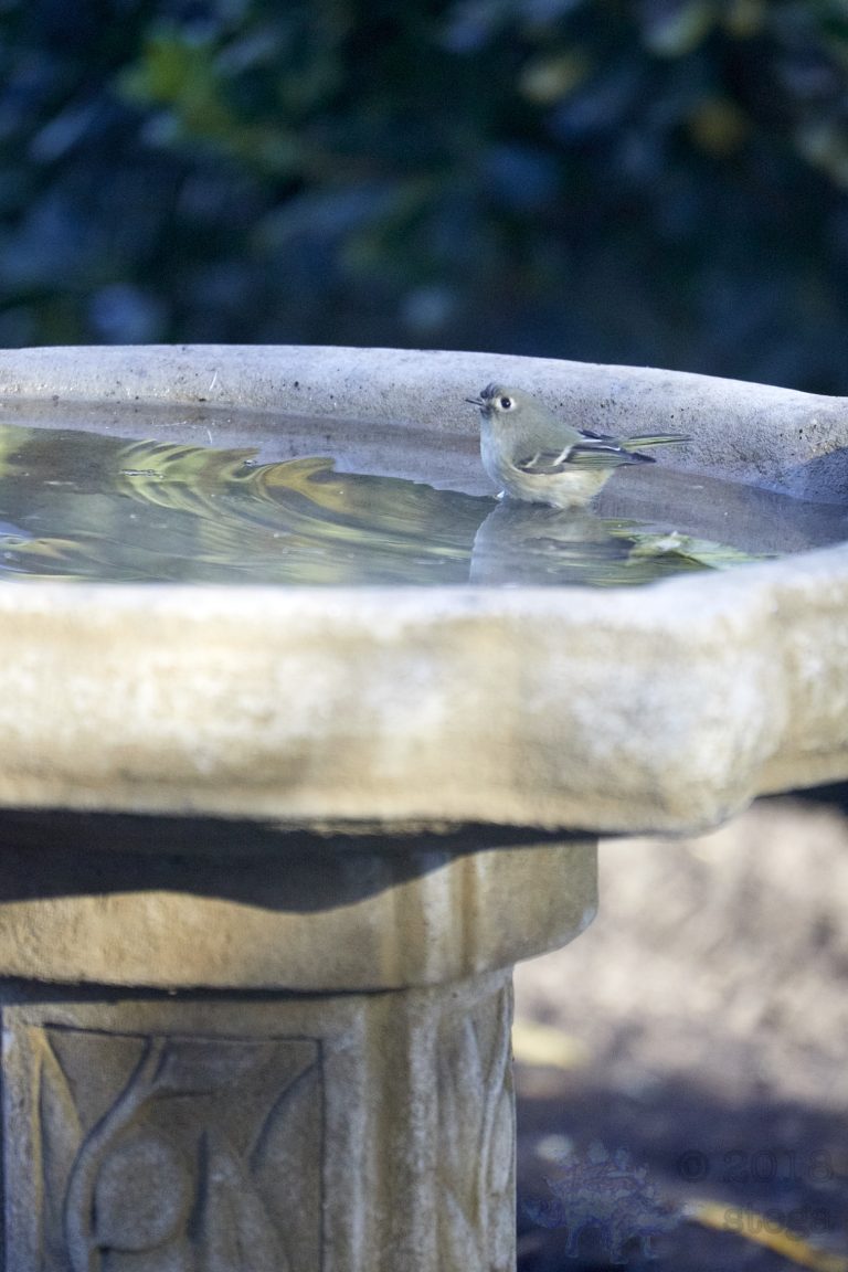Ruby-crowned Kinglet