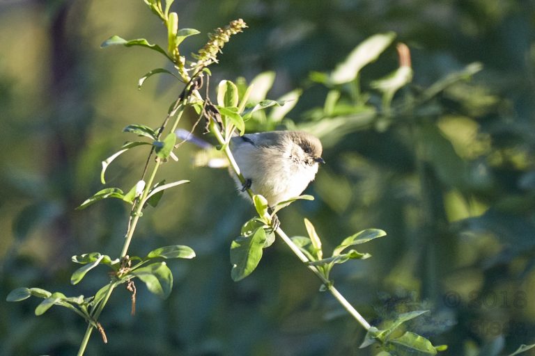 Ruby-crowned Kinglet