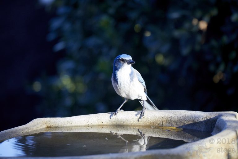 California Scrub Jay
