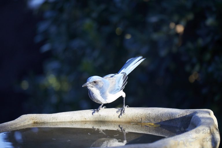 California Scrub Jay