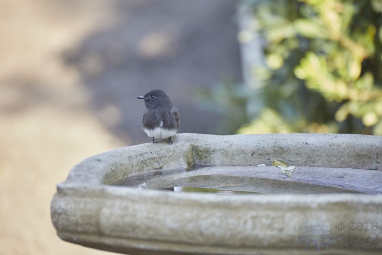 Black Phoebe